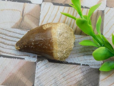 DINOSAUR TOOTH ROCK STONE LAPIDARY SPECIMEN