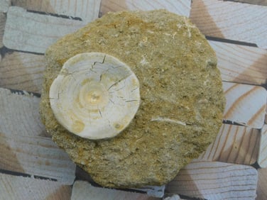 SHARK VERTEBRAE FOSSIL IN MATRIX ROCK STONE LAPIDARY SPECIMEN