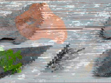 MIXED LOT ROCK STONE LAPIDARY SPECIMEN