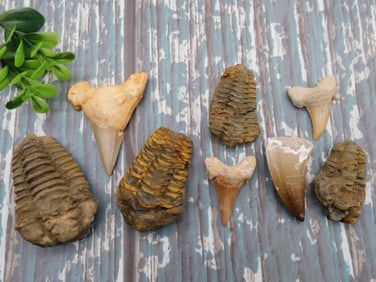 MIXED FOSSIL LOT ROCK STONE LAPIDARY SPECIMEN