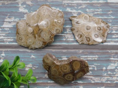 PETOSKEY FOSSILIZED CORAL ROCK STONE LAPIDARY SPECIMEN