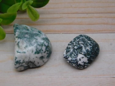 TREE AGATE ROCK STONE LAPIDARY SPECIMEN