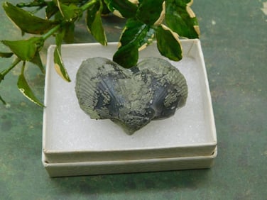 BRACHIOPOD ROCK STONE LAPIDARY SPECIMEN