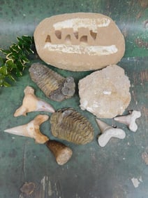 MIXED FOSSIL LOT ROCK STONE LAPIDARY SPECIMEN