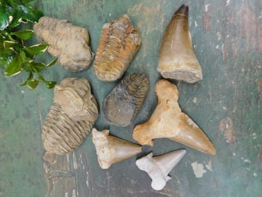 MIXED FOSSIL LOT ROCK STONE LAPIDARY SPECIMEN