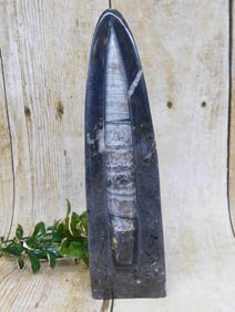 ORTHOCERAS DISPLAY ROCK STONE LAPIDARY SPECIMEN