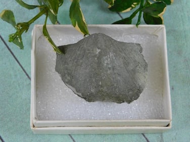 BRACHIOPOD ROCK STONE LAPIDARY SPECIMEN