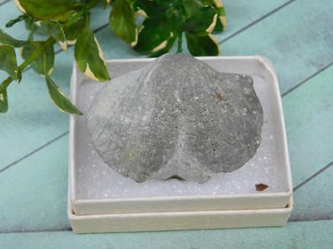 BRACHIOPOD ROCK STONE LAPIDARY SPECIMEN
