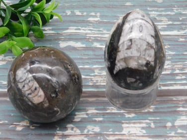 ORTHOCERAS EGG AND SPHERE ROCK STONE LAPIDARY SPECIMEN