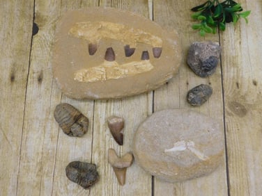 MIXED FOSSIL LOT ROCK STONE LAPIDARY SPECIMEN