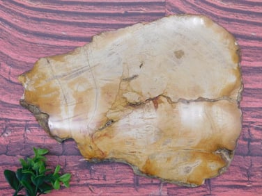 PETRIFIED WOOD SLAB ROCK STONE LAPIDARY SPECIMEN