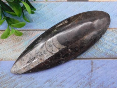 ORTHOCERAS ROCK STONE LAPIDARY SPECIMEN