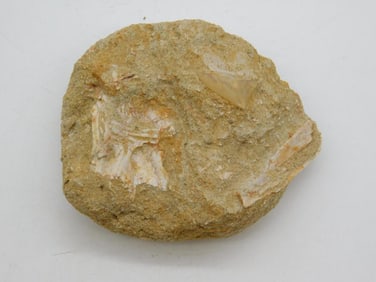 DINOSAUR BONE IN MATRIX ROCK STONE LAPIDARY SPECIMEN
