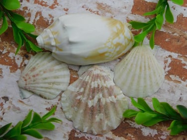 SEA SHELLS ROCK STONE LAPIDARY SPECIMEN