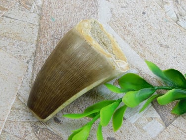 DINOSAUR TOOTH ROCK STONE LAPIDARY SPECIMEN