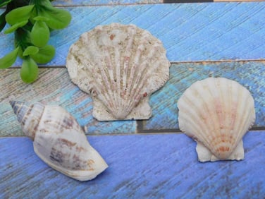 SEA SHELLS ROCK STONE LAPIDARY SPECIMEN