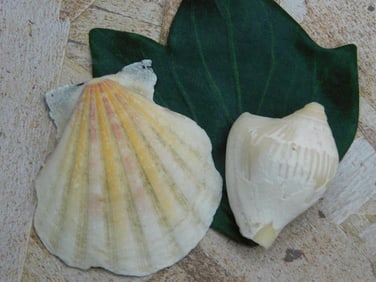 SEA SHELLS ROCK STONE LAPIDARY SPECIMEN