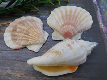 SEA SHELLS ROCK STONE LAPIDARY SPECIMEN
