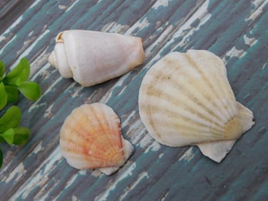 SEA SHELLS ROCK STONE LAPIDARY SPECIMEN
