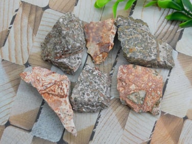 LEOPARD PRINT JASPER ROCK STONE LAPIDARY SPECIMEN