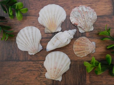 SEA SHELLS ROCK STONE LAPIDARY SPECIMEN