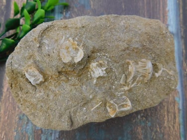 DINOSAUR BONE IN MATRIX ROCK STONE LAPIDARY SPECIMEN