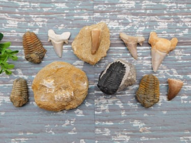 MIXED FOSSIL LOT ROCK STONE LAPIDARY SPECIMEN