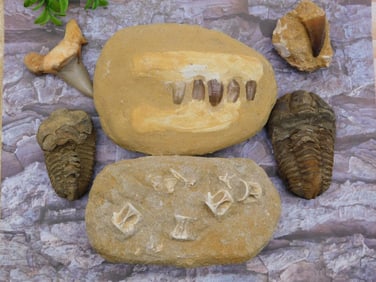 MIXED FOSSIL LOT ROCK STONE LAPIDARY SPECIMEN