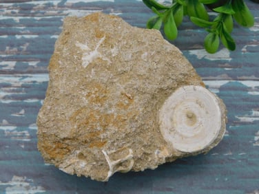 SHARK VERTEBRAE FOSSIL ROCK STONE LAPIDARY SPECIMEN