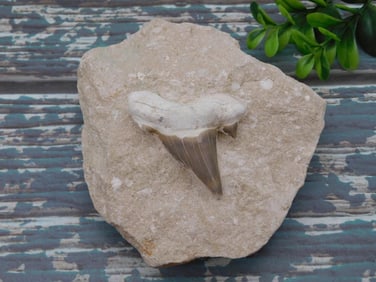 SHARK TOOTH IN MATRIX ROCK STONE LAPIDARY SPECIMEN