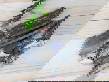 FORDITE MOTOR CITY AGATE ROCK STONE LAPIDARY SPECIMEN