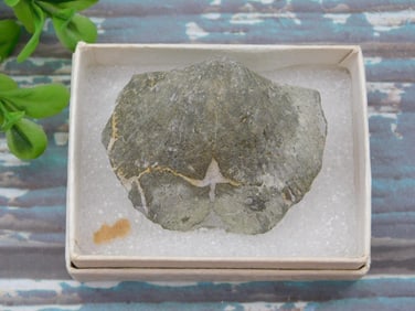 BRACHIOPOD ROCK STONE LAPIDARY SPECIMEN