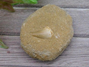 DINOSAUR TOOTH IN MATRIX ROCK STONE LAPIDARY SPECIMEN
