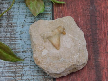 SHARK TOOTH IN MATRIX ROCK STONE LAPIDARY SPECIMEN