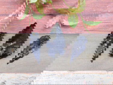 OBSIDIAN HAND KNAPPED ARTIFACT ROCK STONE LAPIDARY SPECIMEN