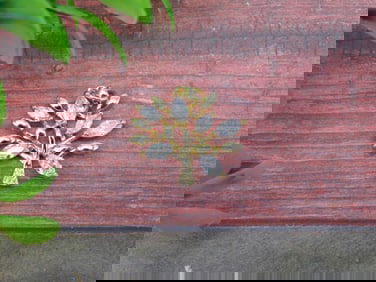 STONE PENDANT ROCK STONE LAPIDARY SPECIMEN
