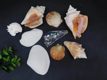 Assorted Natural Sea Shell Collection