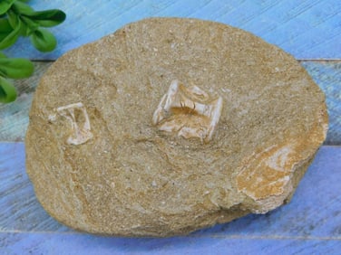 FOSSIL IN MATRIX ROCK STONE LAPIDARY SPECIMEN
