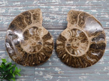 3 POUND AMMONITE ROCK STONE LAPIDARY SPECIMEN