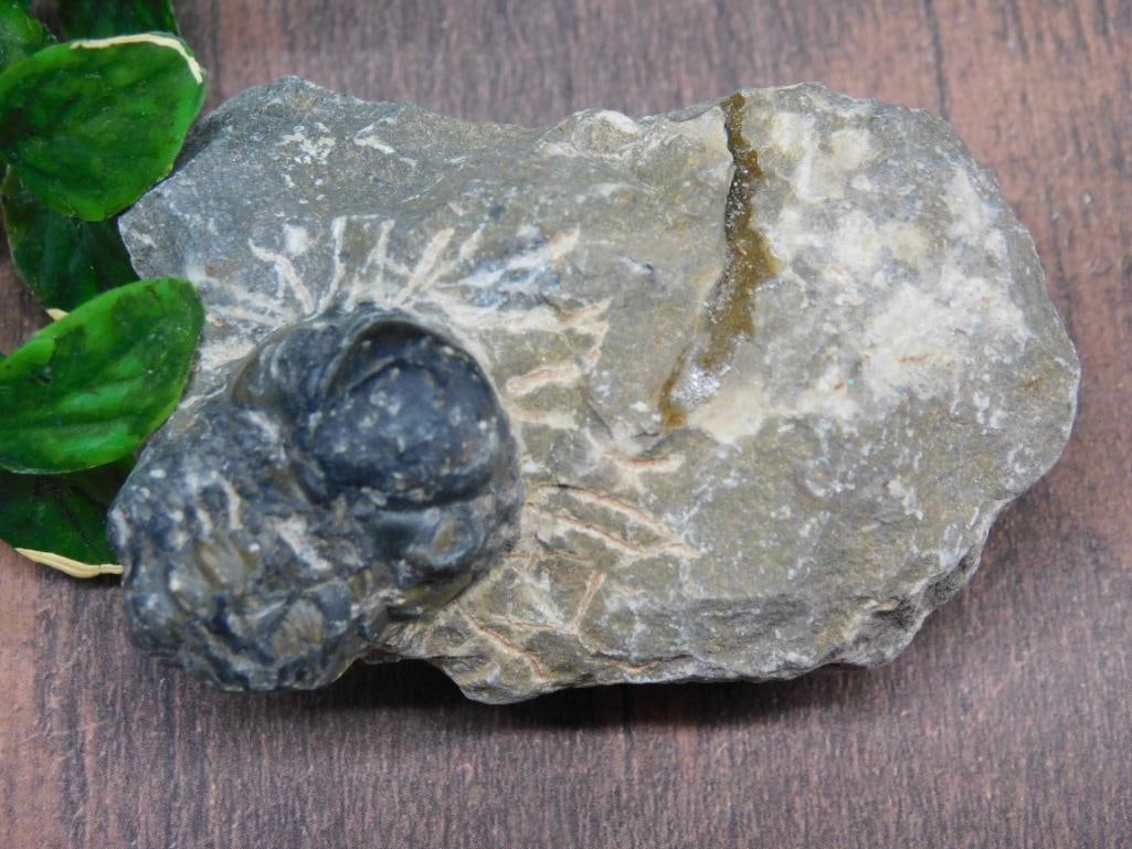 TRILOBITE FOSSIL ROCK STONE LAPIDARY SPECIMEN: TRILOBITE FOSSIL ROCK STONE LAPIDARY SPECIMEN