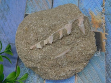 FOSSILS IN MATRIX ROCK STONE LAPIDARY SPECIMEN