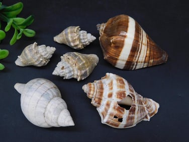 SEA SHELLS