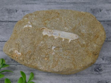 FOSSILS IN MATRIX ROCK STONE LAPIDARY SPECIMEN