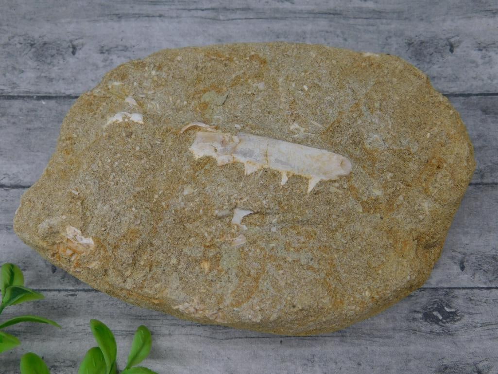 FOSSILS IN MATRIX ROCK STONE LAPIDARY SPECIMEN: FOSSILS IN MATRIX ROCK STONE LAPIDARY SPECIMEN
