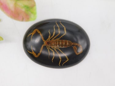 Black resin cabochon with embedded scorpion