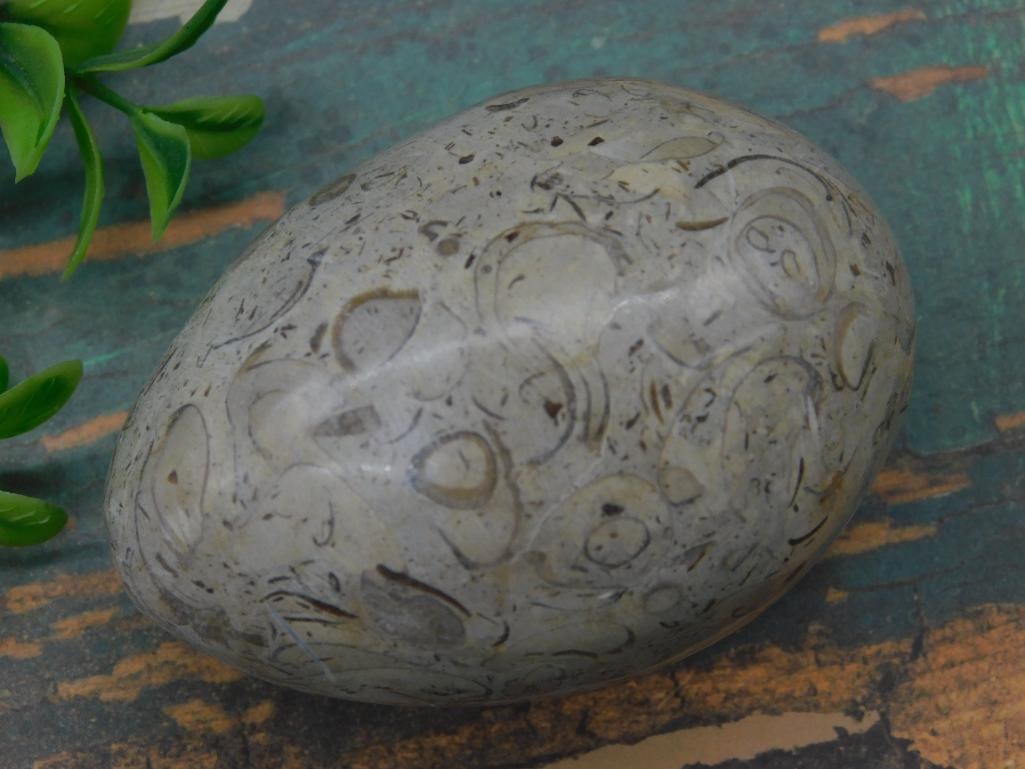 Polished Fossilized Orthoceras Egg-Shaped Specimen: Polished egg-shaped specimen featuring embedded Orthoceras fossils. Intricate fossil patterns are visible throughout the stone. Item weight is specified at 124 grams. Coin shown in the image is includ