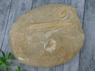 Fossilized Plant and Shell Impressions in Sedimentary Rock