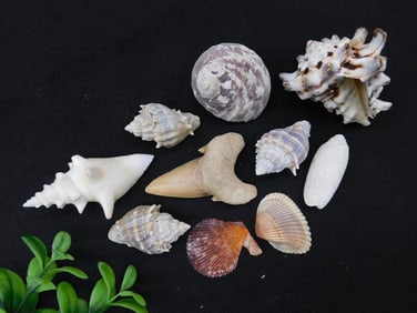 Assorted Natural Sea Shell Collection