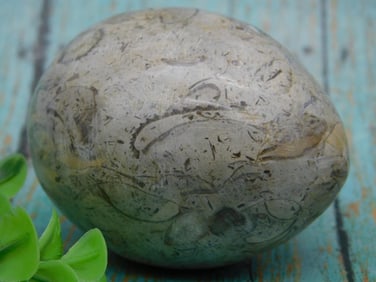 Fossilized Stone With Embedded Marine Fossils