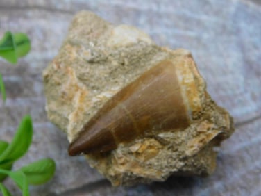 Fossilized Tooth Embedded in Rock